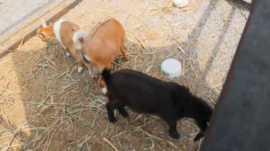 Genç keçi renk karışımı Çiftlik kafesinde sevimli.