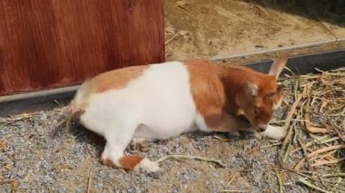 Genç keçi renk karışımı Çiftlik kafesinde sevimli.