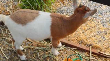 Genç keçi renk karışımı Çiftlik kafesinde sevimli.