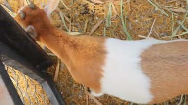 Genç keçi renk karışımı Çiftlik kafesinde sevimli.