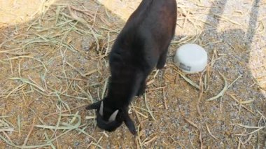 Genç keçi renk karışımı Çiftlik kafesinde sevimli.