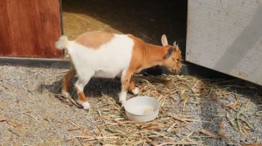 Genç keçi renk karışımı Çiftlik kafesinde sevimli.