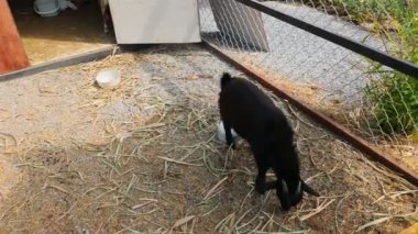 Genç keçi renk karışımı Çiftlik kafesinde sevimli.