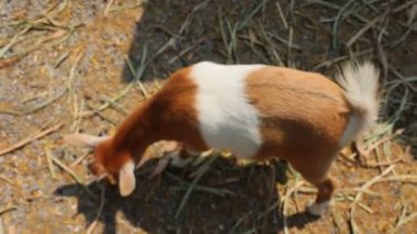 Genç keçi renk karışımı Çiftlik kafesinde sevimli.