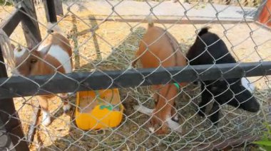 Genç keçi renk karışımı Çiftlik kafesinde sevimli.