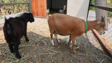 Genç keçi renk karışımı Çiftlik kafesinde sevimli.