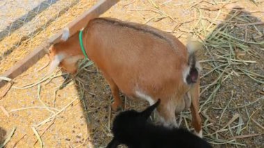 Genç keçi renk karışımı Çiftlik kafesinde sevimli.