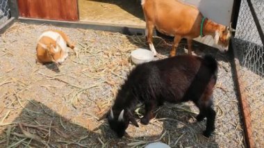 Genç keçi renk karışımı Çiftlik kafesinde sevimli.