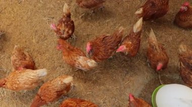 Kahverengi tavuklar ve tavuklar yumurta çiftliği tarım endüstrisine akın ediyor.