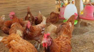 Kahverengi tavuklar ve tavuklar yumurta çiftliği tarım endüstrisine akın ediyor.