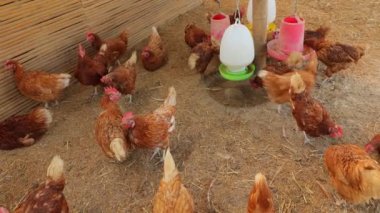Kahverengi tavuklar ve tavuklar yumurta çiftliği tarım endüstrisine akın ediyor.