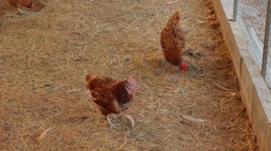 Kahverengi tavuklar ve tavuklar yumurta çiftliği tarım endüstrisine akın ediyor.