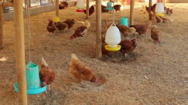 Kahverengi tavuklar ve tavuklar yumurta çiftliği tarım endüstrisine akın ediyor.