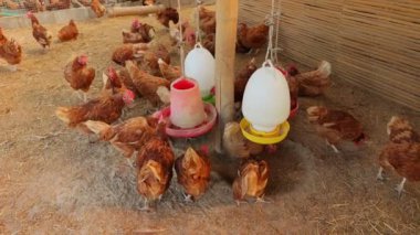 Kahverengi tavuklar ve tavuklar yumurta çiftliği tarım endüstrisine akın ediyor.