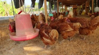 Kahverengi tavuklar ve tavuklar yumurta çiftliği tarım endüstrisine akın ediyor.