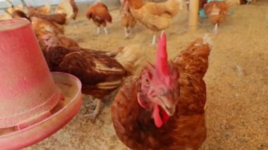 Kahverengi tavuklar ve tavuklar yumurta çiftliği tarım endüstrisine akın ediyor.