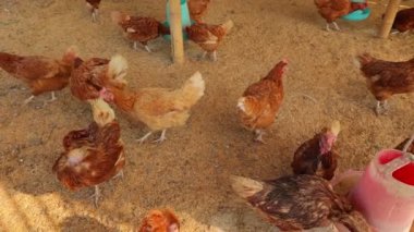 Kahverengi tavuklar ve tavuklar yumurta çiftliği tarım endüstrisine akın ediyor.