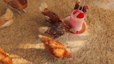 Kahverengi tavuklar ve tavuklar yumurta çiftliği tarım endüstrisine akın ediyor.