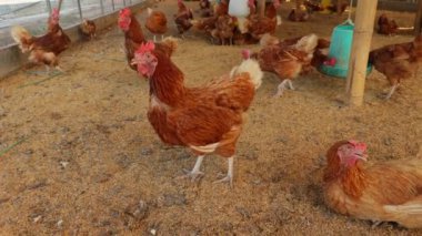 Kahverengi tavuklar ve tavuklar yumurta çiftliği tarım endüstrisine akın ediyor.