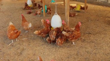 Kahverengi tavuklar ve tavuklar yumurta çiftliği tarım endüstrisine akın ediyor.