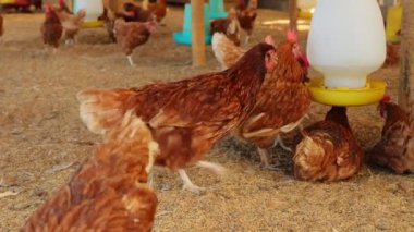 Kahverengi tavuklar ve tavuklar yumurta çiftliği tarım endüstrisine akın ediyor.