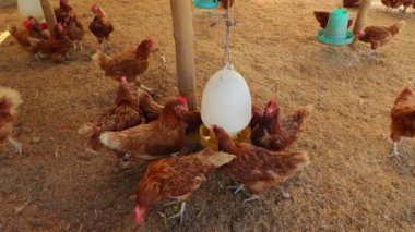 Kahverengi tavuklar ve tavuklar yumurta çiftliği tarım endüstrisine akın ediyor.