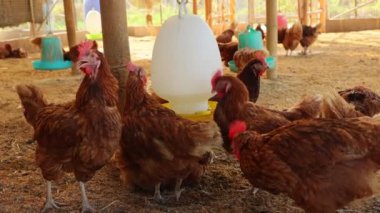 Kahverengi tavuklar ve tavuklar yumurta çiftliği tarım endüstrisine akın ediyor.