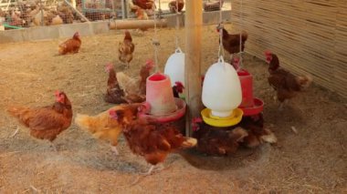 Kahverengi tavuklar ve tavuklar yumurta çiftliği tarım endüstrisine akın ediyor.