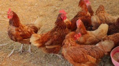 Kahverengi tavuklar ve tavuklar yumurta çiftliği tarım endüstrisine akın ediyor.