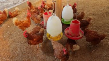 Kahverengi tavuklar ve tavuklar yumurta çiftliği tarım endüstrisine akın ediyor.