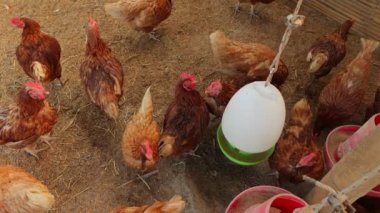 Kahverengi tavuklar ve tavuklar yumurta çiftliği tarım endüstrisine akın ediyor.