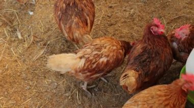Kahverengi tavuklar ve tavuklar yumurta çiftliği tarım endüstrisine akın ediyor.