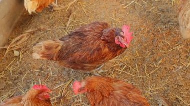 Kahverengi tavuklar ve tavuklar yumurta çiftliği tarım endüstrisine akın ediyor.