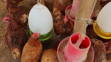 Kahverengi tavuklar ve tavuklar yumurta çiftliği tarım endüstrisine akın ediyor.