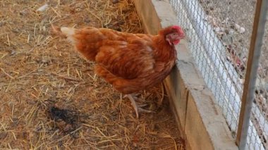 Kahverengi tavuklar ve tavuklar yumurta çiftliği tarım endüstrisine akın ediyor.