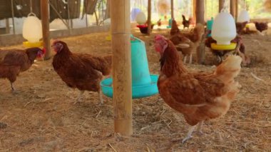 Kahverengi tavuklar ve tavuklar yumurta çiftliği tarım endüstrisine akın ediyor.
