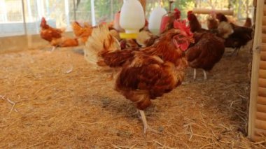 Kahverengi tavuklar ve tavuklar yumurta çiftliği tarım endüstrisine akın ediyor.