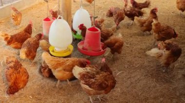 Kahverengi tavuklar ve tavuklar yumurta çiftliği tarım endüstrisine akın ediyor.