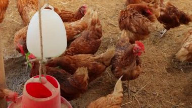 Kahverengi tavuklar ve tavuklar yumurta çiftliği tarım endüstrisine akın ediyor.