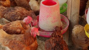 Kahverengi tavuklar ve tavuklar yumurta çiftliği tarım endüstrisine akın ediyor.