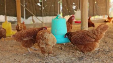Kahverengi tavuklar ve tavuklar yumurta çiftliği tarım endüstrisine akın ediyor.
