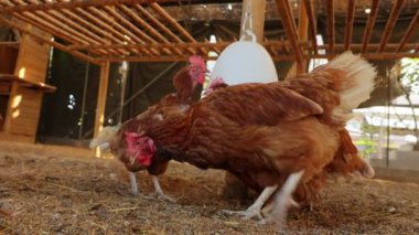 Kahverengi tavuklar ve tavuklar yumurta çiftliği tarım endüstrisine akın ediyor.