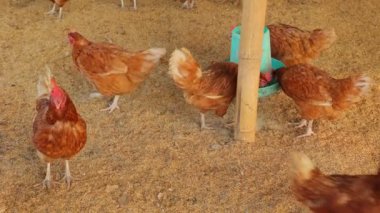 Kahverengi tavuklar ve tavuklar yumurta çiftliği tarım endüstrisine akın ediyor.