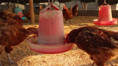 Kahverengi tavuklar ve tavuklar yumurta çiftliği tarım endüstrisine akın ediyor.