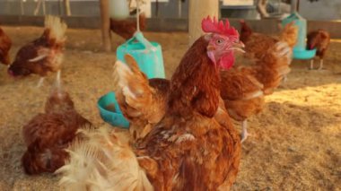 Kahverengi tavuklar ve tavuklar yumurta çiftliği tarım endüstrisine akın ediyor.