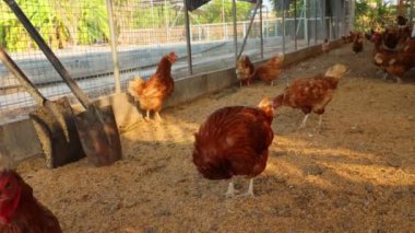 Kahverengi tavuklar ve tavuklar yumurta çiftliği tarım endüstrisine akın ediyor.