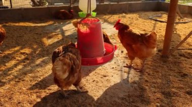 Kahverengi tavuklar ve tavuklar yumurta çiftliği tarım endüstrisine akın ediyor.