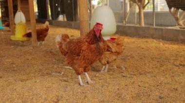 Kahverengi tavuklar ve tavuklar yumurta çiftliği tarım endüstrisine akın ediyor.