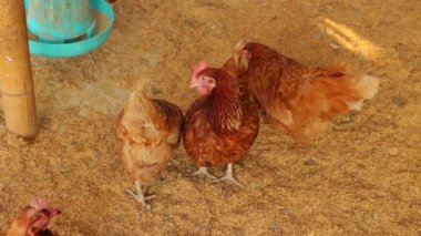 Kahverengi tavuklar ve tavuklar yumurta çiftliği tarım endüstrisine akın ediyor.
