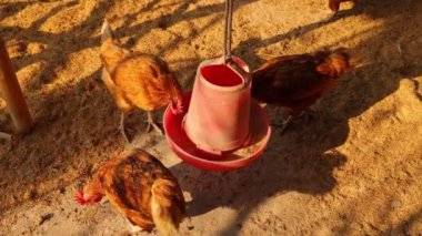 Kahverengi tavuklar ve tavuklar yumurta çiftliği tarım endüstrisine akın ediyor.